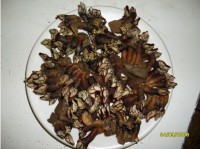 /album/mariscos/mariscos2-jpg/